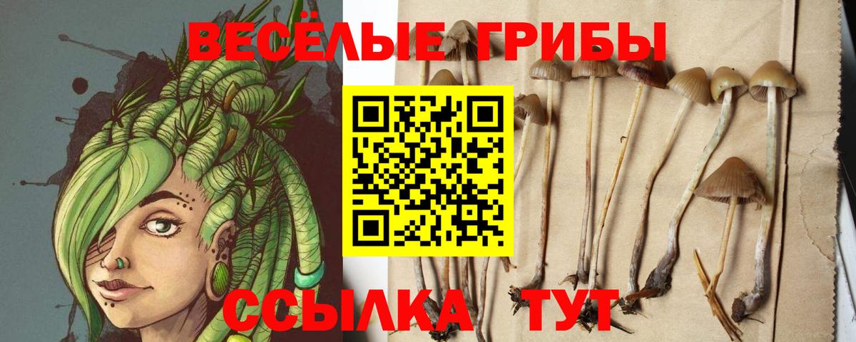Псилоцибиновые грибы мицелий Звенигород